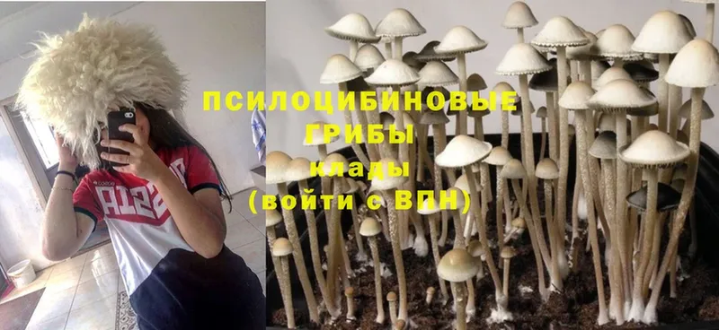 Псилоцибиновые грибы Psilocybe  Бологое 